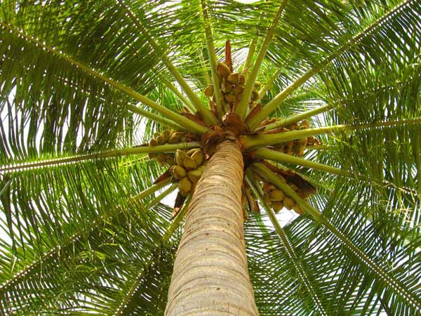 UnderTheCoconutTree