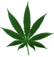 pot leaf