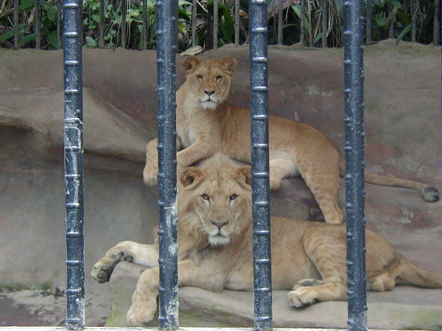 Lions at zoo.