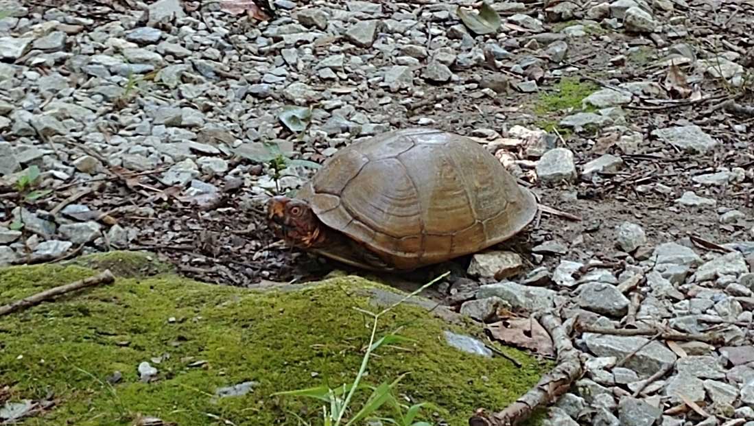 boxturtle